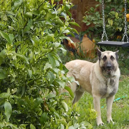 아파트 O Xenonas Ton Mylon Míloi